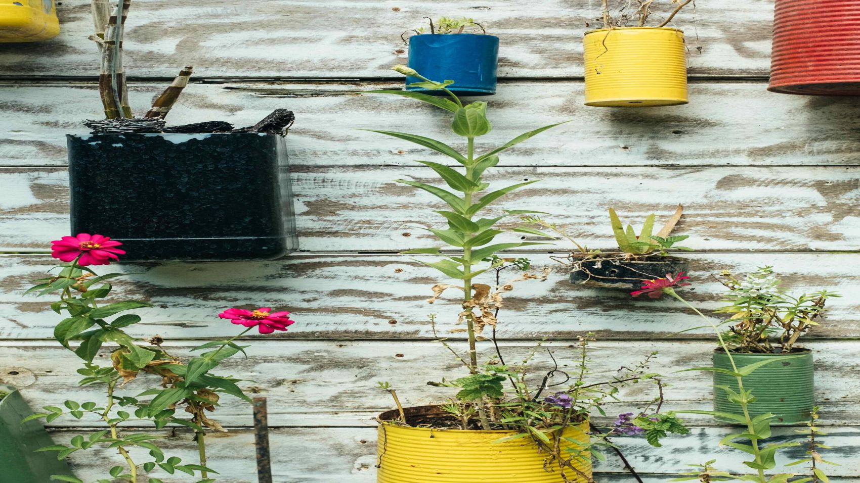 Técnico Superior en Educación y Control Ambiental