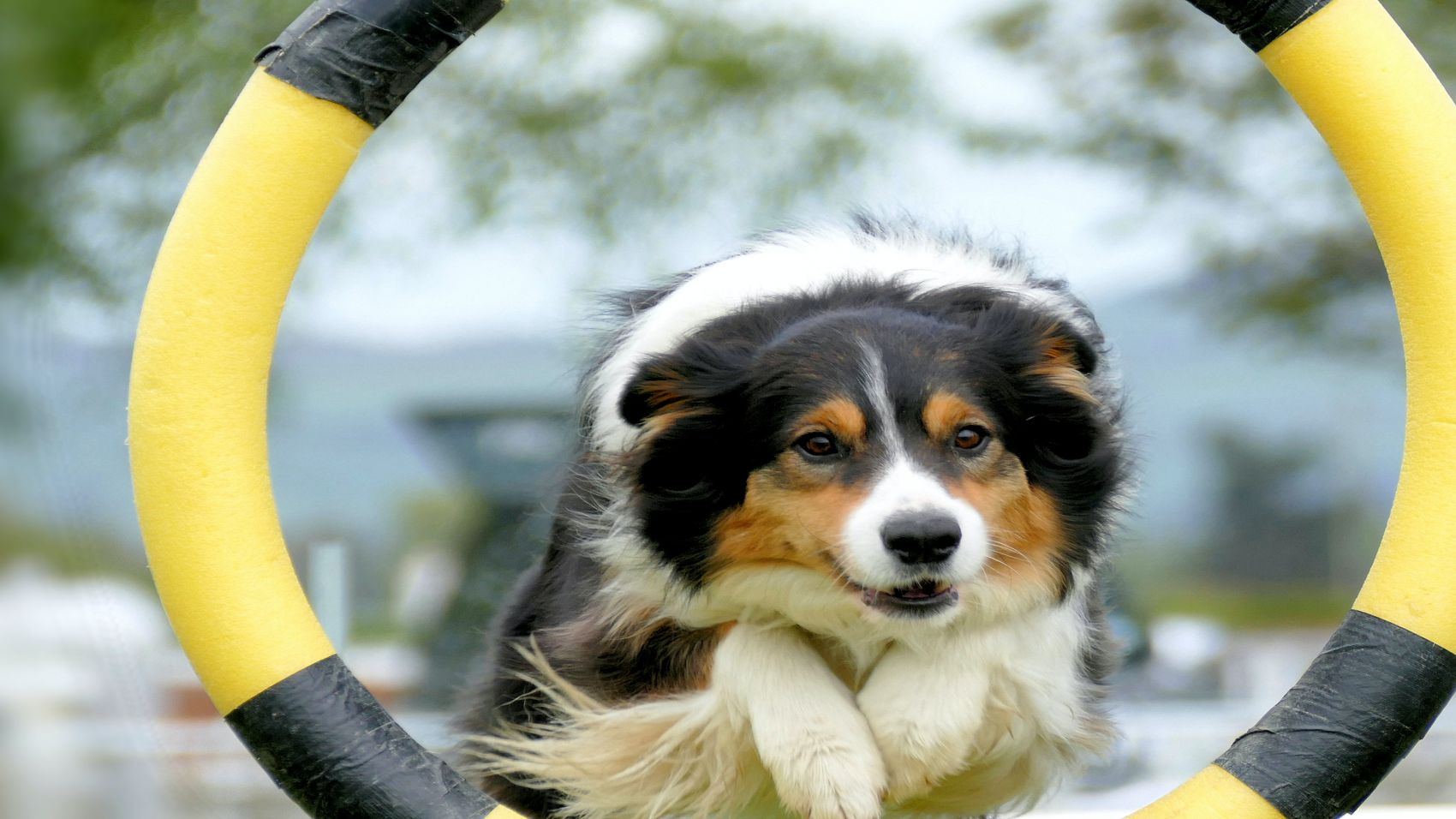 Curso Adiestramiento Canino
