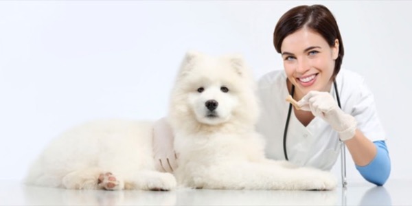 Curso Auxiliar Clínico Veterinario