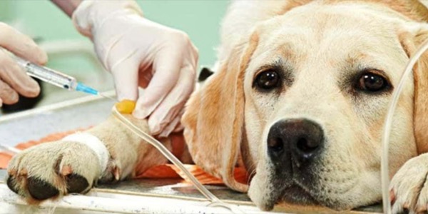 Curso de Auxiliar de Clínica Veterinaria